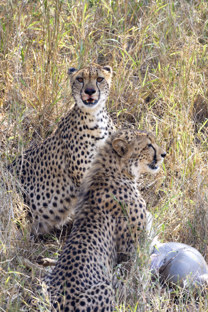 Cheetah Hunt 2.jpg